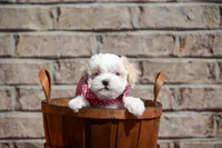 Diane , a female Maltipoo for sale in Guthrie, KY – 3 of 10