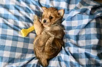 Bruce, a male Morkie for sale in Guthrie, KY – 5 of 5