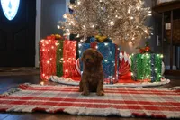 Jack, a male Cavapoo for sale in Guthrie, KY – Photo 1 of 7