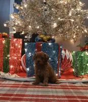 Jack, a male Cavapoo for sale in Guthrie, KY – Photo 4 of 7