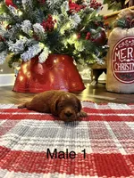 Jack, a male Cavapoo for sale in Guthrie, KY – Photo 6 of 7