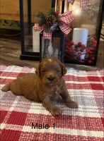 Jack, a male Cavapoo for sale in Guthrie, KY – Photo 5 of 7