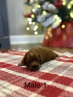 Jack, a male Cavapoo for sale in Guthrie, KY – Photo 7 of 7