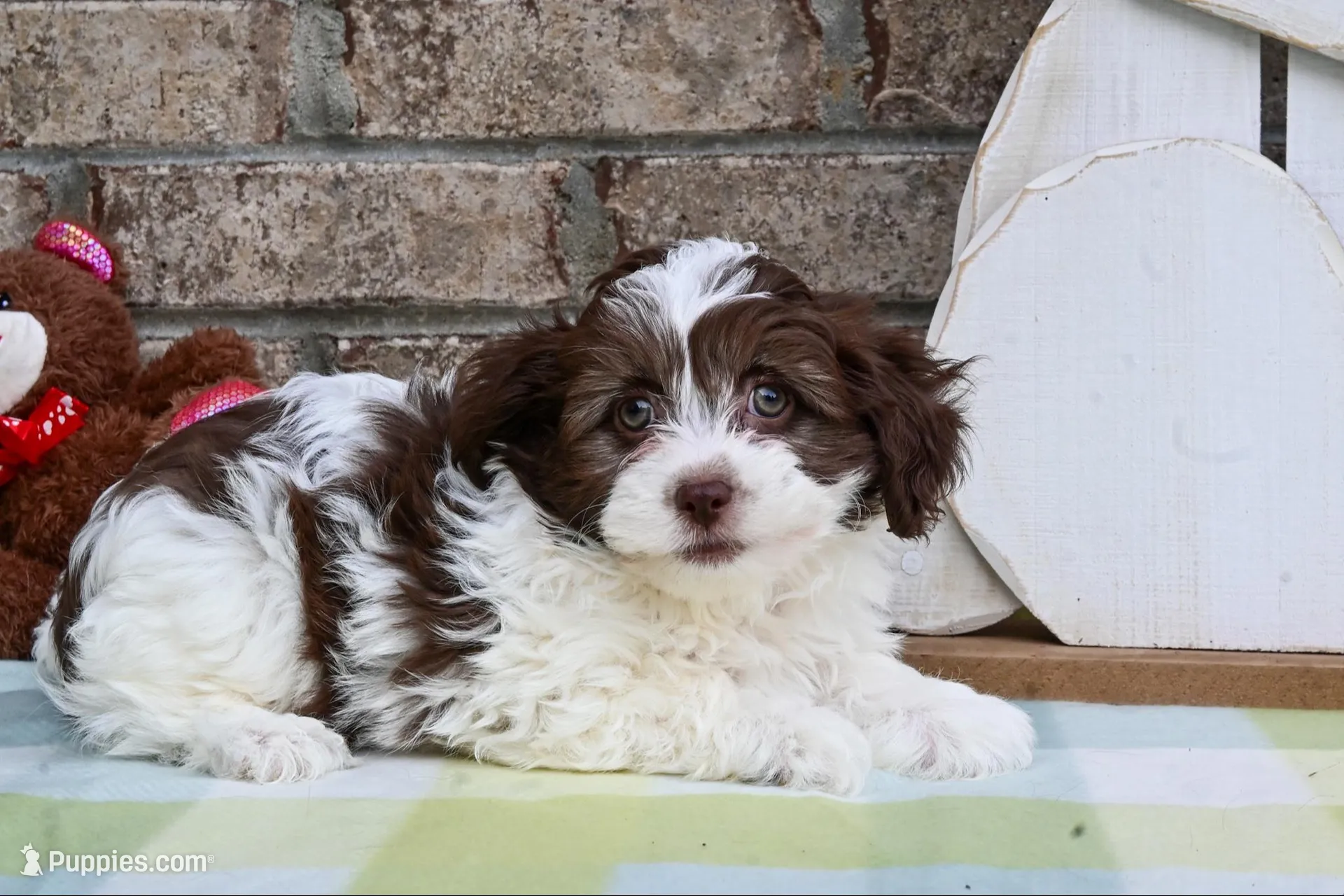 Johnny, a male Havapoo for sale in Guthrie, KY – Photo 5 of 9