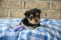 Ella, a female Morkie for sale in Guthrie, KY – 3 of 4