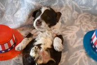 Felix, a male Havapoo for sale in Guthrie, KY – 3 of 7