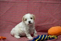 Diane , a female Maltipoo for sale in Guthrie, KY – 8 of 10