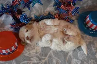 Calvin, a male Havapoo for sale in Guthrie, KY – 5 of 6