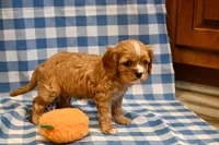 Chad, a male Cavalier King Charles Spaniel for sale in Guthrie, KY – 3 of 4