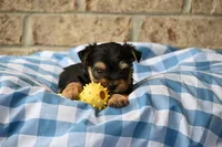 Joe, a male Morkie for sale in Guthrie, KY – 3 of 4