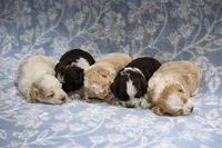 Calvin, a male Havapoo for sale in Guthrie, KY – 6 of 6