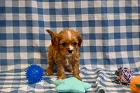 Chad, a male Cavalier King Charles Spaniel for sale in Guthrie, KY – 2 of 4