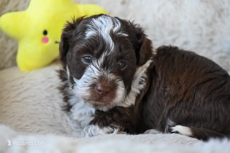 Felix – Havapoo puppy on hold in Guthrie, KY