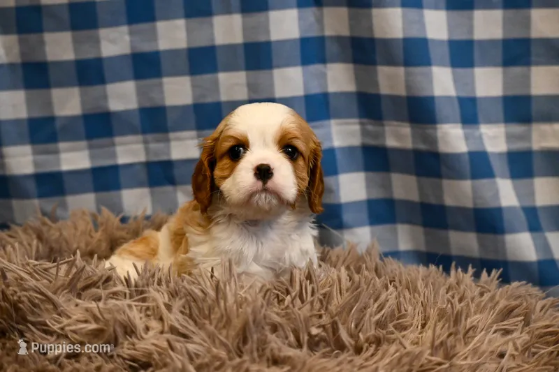 Marcy – Cavalier King Charles Spaniel puppy for sale in Guthrie, KY