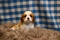 Marcy, a female Cavalier King Charles Spaniel for sale in Guthrie, KY – 1 of 6
