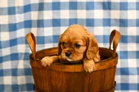 Fred, a male Cavalier King Charles Spaniel for sale in Guthrie, KY – 2 of 5