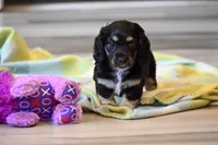 Trevor AKC, a male Miniature Dachshund for sale in Guthrie, KY – 1 of 2