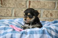 Linda, a female Morkie for sale in Guthrie, KY – 4 of 6