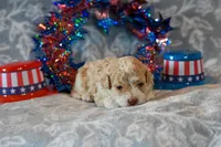Oscar, a male Havapoo for sale in Guthrie, KY – 6 of 8