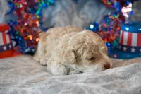 Oscar, a male Havapoo for sale in Guthrie, KY – 5 of 8