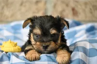 Joe, a male Morkie for sale in Guthrie, KY – 2 of 4