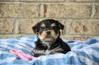 Linda, a female Morkie for sale in Guthrie, KY – 6 of 6