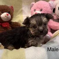 Moe, a male Morkie for sale in Guthrie, KY – Photo 2 of 3