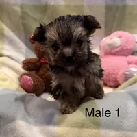 Moe, a male Morkie for sale in Guthrie, KY – Photo 1 of 3