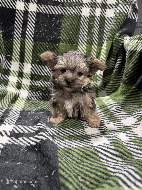 Moe – Morkie puppy for sale in Guthrie, KY
