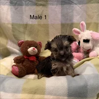 Moe, a male Morkie for sale in Guthrie, KY – Photo 3 of 3