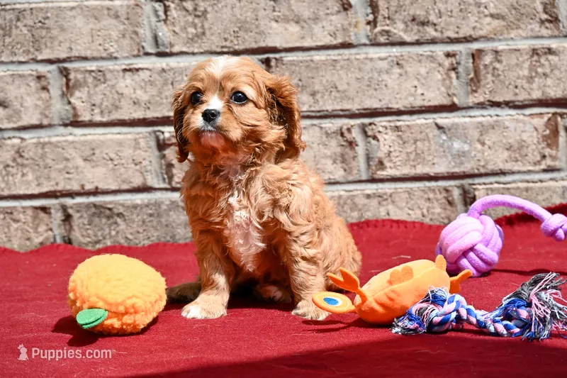 Chad – Cavalier King Charles Spaniel puppy for sale in Guthrie, KY