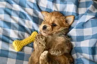 Bruce, a male Morkie for sale in Guthrie, KY – 4 of 5