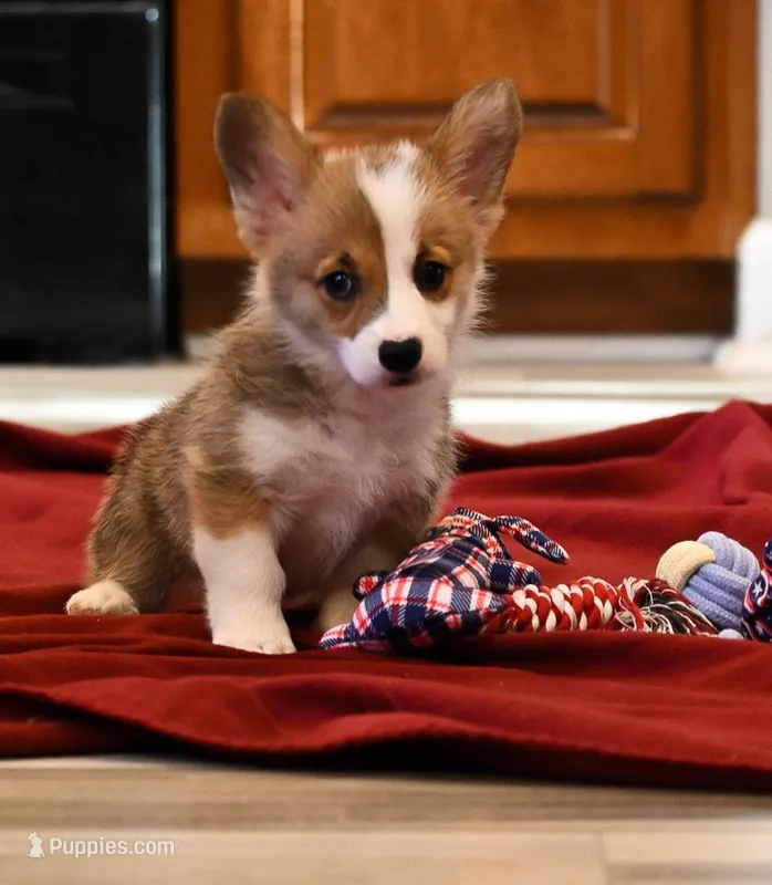 Lisa – Pembroke Welsh Corgi puppy for sale in Guthrie, KY