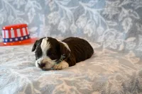 Ashley , a female Havapoo for sale in Guthrie, KY – 5 of 8