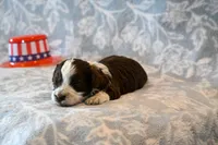 Ashley , a female Havapoo for sale in Guthrie, KY – 6 of 8