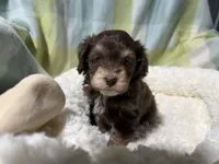 Caleb, a male Havapoo for sale in Guthrie, KY – Photo 3 of 4