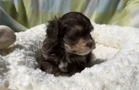 Caleb, a male Havapoo for sale in Guthrie, KY – Photo 2 of 4