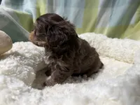 Caleb, a male Havapoo for sale in Guthrie, KY – Photo 4 of 4