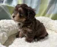 Caleb, a male Havapoo for sale in Guthrie, KY – Photo 1 of 4