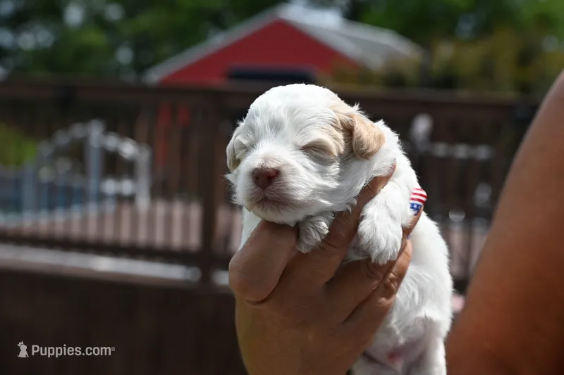 Calvin – Havapoo puppy for sale in Guthrie, KY