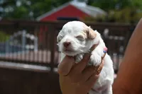 Calvin, a male Havapoo for sale in Guthrie, KY – 2 of 6