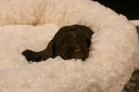 Choco, a male Havapoo for sale in Guthrie, KY – Photo 7 of 7