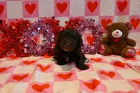 Choco, a male Havapoo for sale in Guthrie, KY – Photo 3 of 7