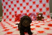 Choco, a male Havapoo for sale in Guthrie, KY – Photo 2 of 7