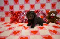 Choco, a male Havapoo for sale in Guthrie, KY – Photo 1 of 7