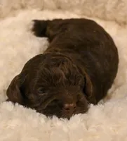 Choco, a male Havapoo for sale in Guthrie, KY – Photo 6 of 7