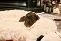 Choco, a male Havapoo for sale in Guthrie, KY – Photo 4 of 7