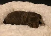 Choco, a male Havapoo for sale in Guthrie, KY – Photo 5 of 7