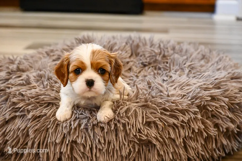 Alvin – Cavalier King Charles Spaniel puppy for sale in Guthrie, KY