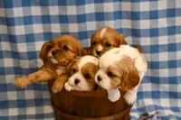 Fred, a male Cavalier King Charles Spaniel for sale in Guthrie, KY – 5 of 5